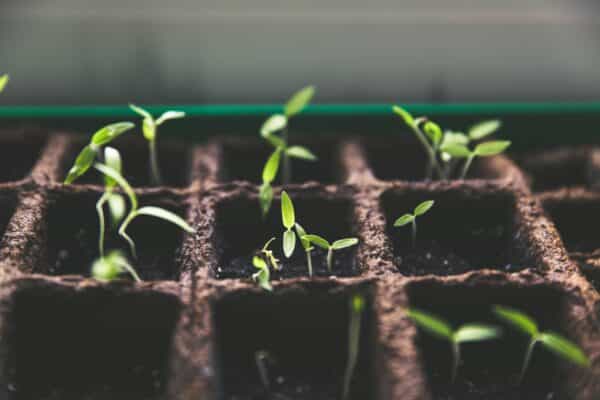 Plants is small pots