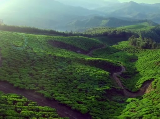 Tetley Tea Masters eLearning