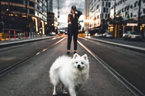 Cute dog during a walk in the city