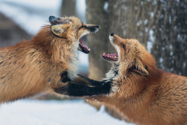 Two foxes fighting