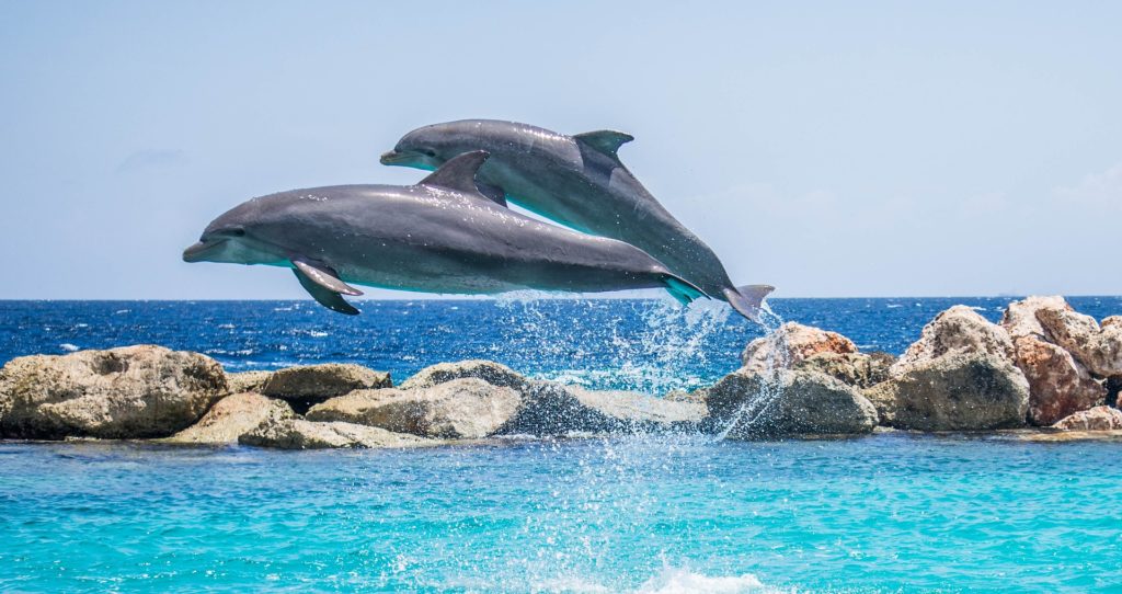 High Shutter Speed Photograph of Dolphins Jumping