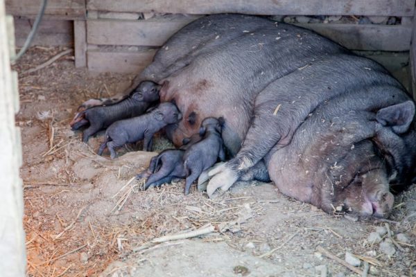 Baby pigs being fed by their mother